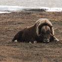 Musk oxen lay down in tundra.